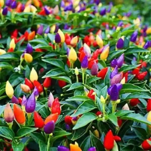একটি গাছেই ৫কালারফুল মরিচ বীজ (Mix Color Peppers – 150+ Seeds)