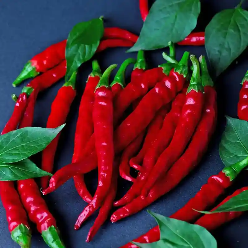 লাইন মরিচ বীজ (150+ Seeds)লম্বা, চিকন ও বেশি ফলন - Image 2