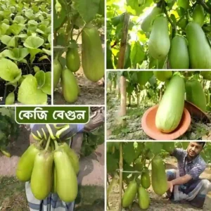 সবুজ গোল বেগুন বীজ (100+ Seeds)বড় সাইজ নরম ও উচ্চ ফলন
