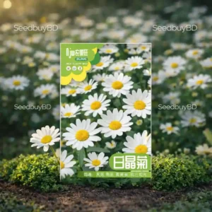 ডেইজি ফুলের বীজ (200+ Seeds)সাদা পাপড়ি, সহজ চাষ ও দীর্ঘ সময় ফোটে