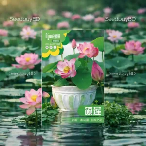 পদ্ম ফুলের বীজ (5+ Seeds)পানিতে চাষযোগ্য, সুন্দর ও শান্ত পরিবেশ