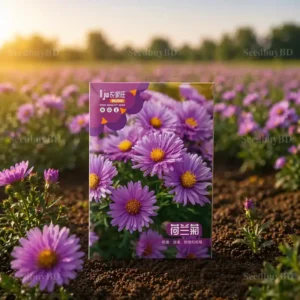 পার্পল অ্যাস্টার ফুলের বীজ (500+ Seeds)গাঢ় রঙ, দীর্ঘ সময় ফুল ও সহজ চাষ