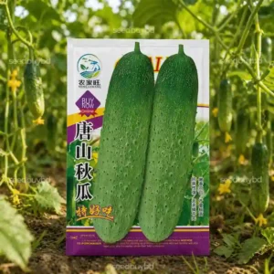 বিদেশি হাইব্রিড শসা বীজ (100+ Seeds)দ্রুত বৃদ্ধি বেশি ফলন ও কচি শসা