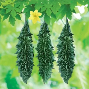 করলা বীজ (100+ Seeds) তিতা স্বাদ, স্বাস্থ্যকর ও উচ্চ ফলন