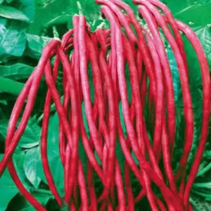 প্রিমিয়াম লাল বরবটি বীজ – দীর্ঘ, নরম ও উচ্চ ফলনশীল (100+ Seeds Pack)