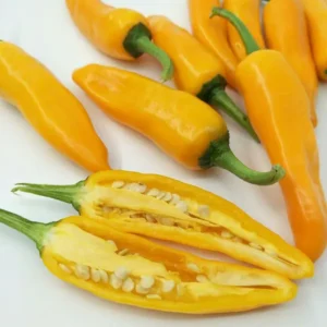 হলুদ মরিচ বীজ (150+ Seeds) ঝাল সুন্দর রঙ ও উচ্চ ফলন
