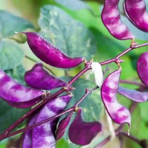 লাল শিম বীজ (100+ Seeds) দ্রুত বৃদ্ধি ও বেশি ফলন