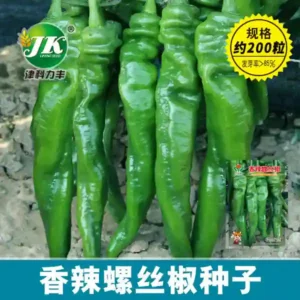 স্পাইসি রিঙ্কল্ড মরিচ বীজ (150+ Seeds) – কুঁচকানো খোসা, তীব্র ঝাল ও উচ্চ ফলন